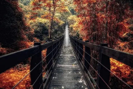 تصویر خفن از پل چوبی طویل در دل جنگل پاییز