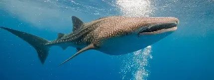 کوسه نهنگ واقعی عظیم الجثه خطرناک ترین حیوان آبزی 