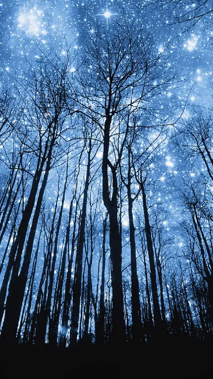 والپیپر منحصر به فرد درختان در شب ستاره باران با کیفیت Hd