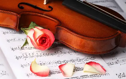 زیباترین عکس موسیقی ویولن و گل رز صورتی پر پر شده
