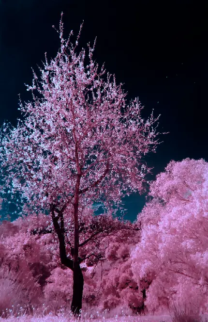 دانلود تصویر منظره درخت پر از گل صورتی مخصوص گوشی سامسونگ