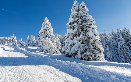 عکس درختان کاج با برگ های سفید پوش برفی در پس زمینه زمستانی 