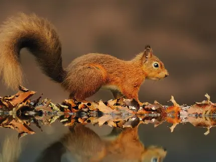 عکس استوک سنجاب قرمز یکی از جوندگان زیبا روی برگ های پاییزی