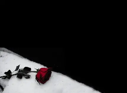 پروفایل رز قرمز بر روی برف برای نمایش سبک گوتیک در عکاسی