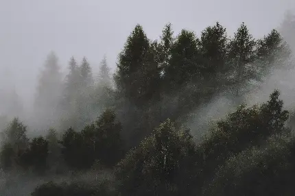 عکس استوک جنگل تاریک سرشار از درختان کاج پوشیده از مه