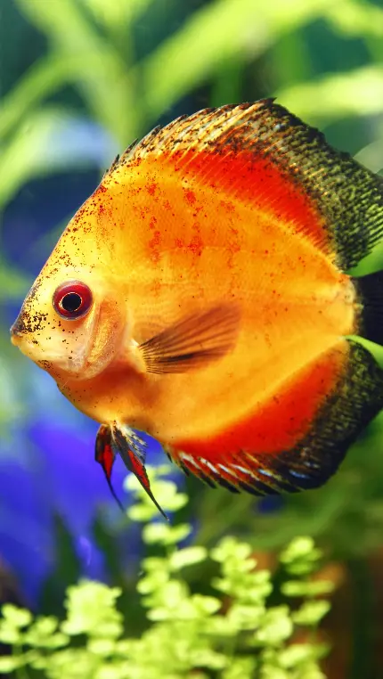 بک گراند آیفون از ماهی به رنگ غروب خورشید با کیفیت عالی