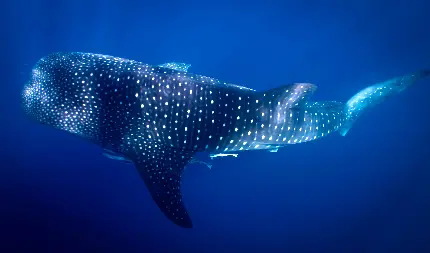 دانلود عکس کوسه نهنگ یا وال کوسه واقعی زیر آب 