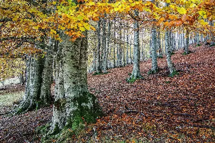 عکس شیک و متفاوت از تنه درختان برای الهام نقاشی