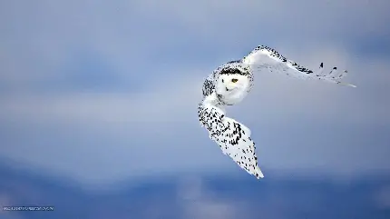 استوک پرواز جغد بامزه سفید و برفی برای شکار 