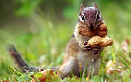تصویر پس زمینه تماشایی از سنجاب قرمز درحال جمع کردن مواد غذایی