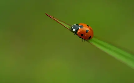 عکس کفشدوزک به انگلیسی ladybug برای تصویر زمینه کامپیوتر 