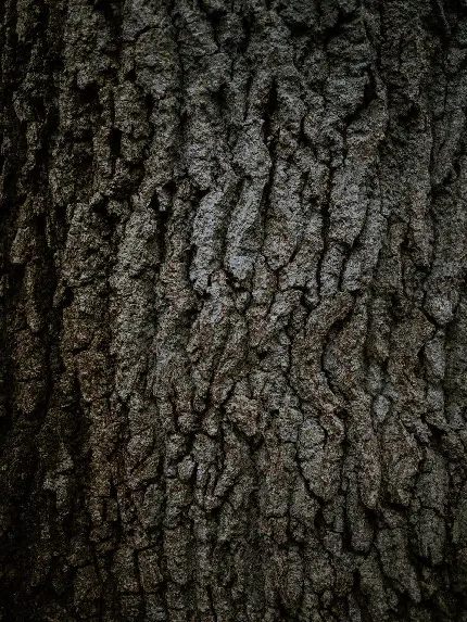 عکس زمینه برای صفحه قفل گوشی با طرح جذاب تنه درخت و بافت درخت از نزدیک
