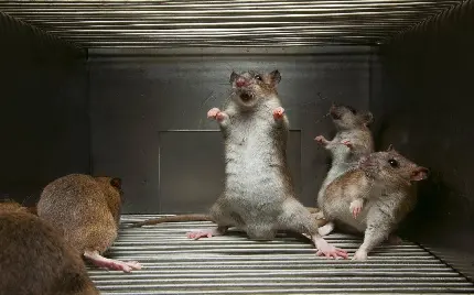 تصویر فول اچ دی بامزه ترین موش های ملوس و ناز برای پروفایل 