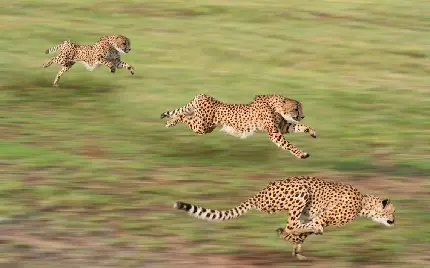 عکس با کیفیت خانواده یوزپلنگ در حال دویدن در بالاترین سرعت