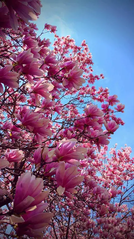 والپیپر خوشگل درخت گل دار خوشرنگ با کیفیت فوق العاده
