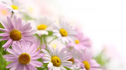 عکس پروفایل از گل های صورتی در طبیعت و زمینه فولو