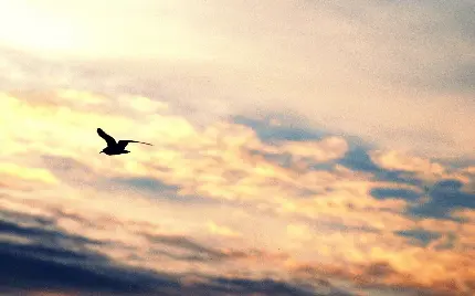 عکس پروفایل دخترانه از پرواز شکوهمند پرنده در کرانه آسمان