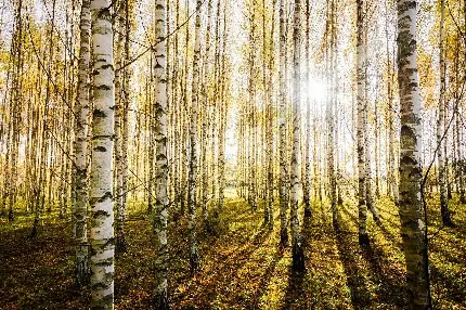 تصویر جالب از تنه درختان منظم در جنگل به صورت رایگان