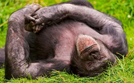جالب ترین تصویر زمینه میمون خوابیده روی سبزه یا علف ها 