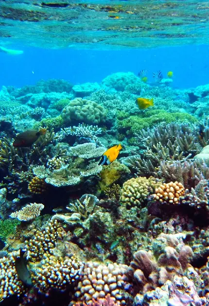 صخره های مرجانی اکوسیستم‌ های دریایی متنوع و بسیار پربار
