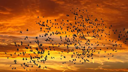 عکس خیره کننده و فوق زیبای پرواز پرنده ها در اسمان در حال غروب 