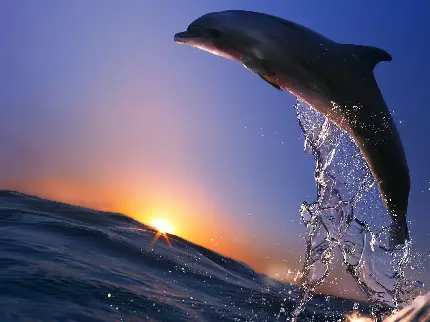 دانلود عکس زمینه پرش دلفین برای چاپ پوستر