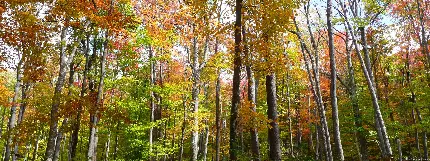 تصویر زمینه مخصوص دسکتاپ با اینچ بالا در تم جنگل و پاییز