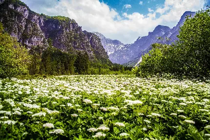 دانلود عکس طبیعت گلزار میان کوهستان های بریسون فرانسه  