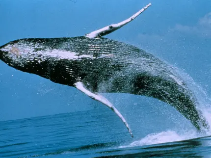 عکس نهنگ گوژپشت عنبر یا اسپرم جوان در حال بازی در اقیانوس