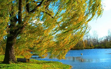 دانلود عکس درخت بید مجنون کنار دریاچه با کیفیت عالی