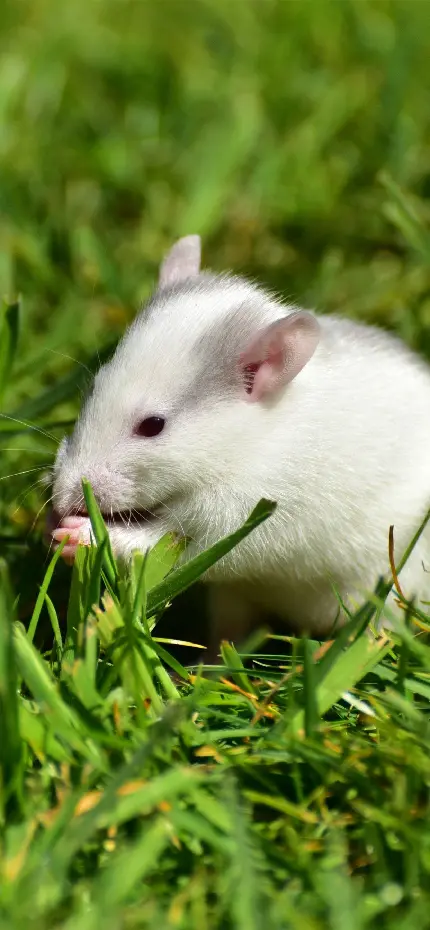 دانلود عکس رایگان و با کیفیت موش سفید ناز و ملوس در طبیعت 