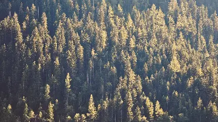 دانلود عکس والپیپر کاج های جنگلی بزرگ با کیفیت FULL HD