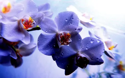 استوک تماشایی گل ارکیده برای استفاده در فضای مجازی 