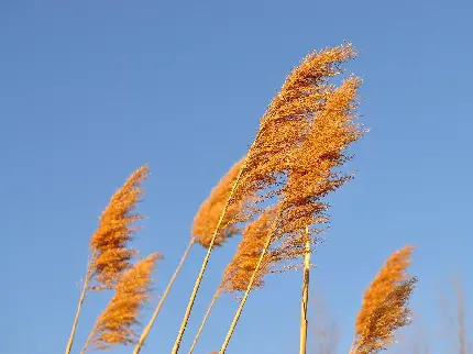 عکس از گیاه پامپاس در زمینه آسمان آبی و آفتابی مختص دسکتاپ 