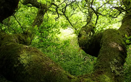 دانلود رایگان عکس جدید از جنگل های پرتراکم آفریقا 