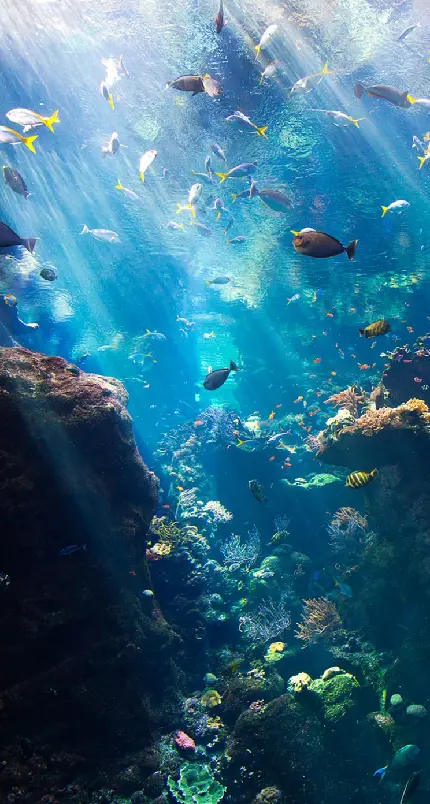 والپیپر دنیای زیر آب با کیفیت عالی برای گوشی Samsung