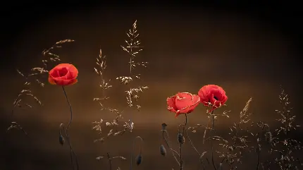 عکس گل شقایق وحشی سرخ برای صفحات مجازی واتساپ و اینستا باکیفیت HD