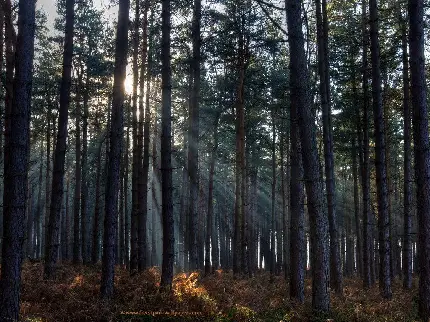 عکس پس زمینه جنگل کاج فوق العاده زیبا با هاله های نور