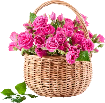 زیباترین عکس گل رز قرمز