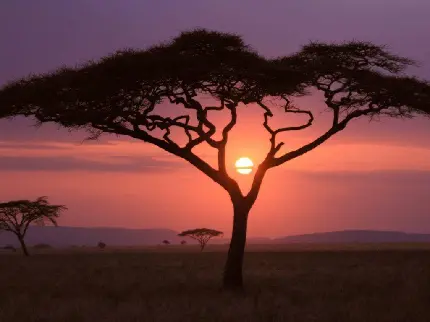 والپیپر درختان آکاسیا منتهی به طلوع خورشید آفریقایی