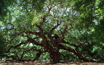 زیباترین عکس درخت بلوط با شاخه های پهن شده در وسط جنگل