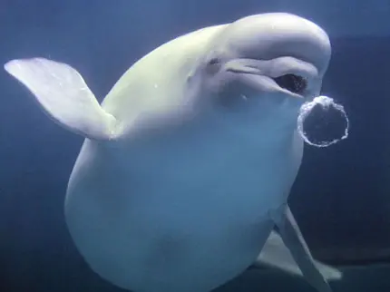 تصویر زمینه ‌کیوت و بامزه از نهنگ بلوگا سفید در زیر آب