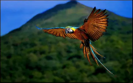 والپیپر از پرواز طوطی بزرگ جثه آرا برای دوستداران پرندگان