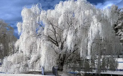 دانلود عکس استوک درخت بید مجنون در زمستان سرد برفی