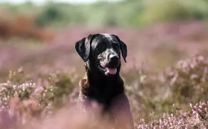 والپیپر شیک و خاص باکیفیت HD سگ سرابی سیاه وحشی ترسناک در چمنزار بهاری 