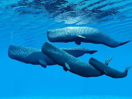 والپیپر نزدیک شدن نهنگ‌ها به سطح و روی آب اقیانوس