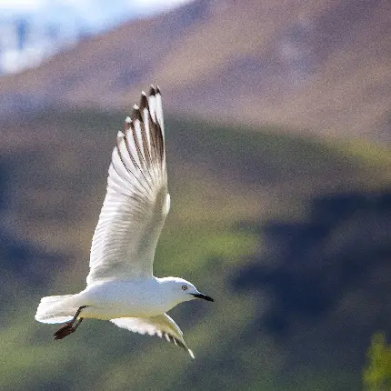 تصویر پس زمینه از پرنده سفید خوشگل برای علاقمندان به این‌ موجودات زیبا