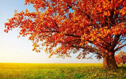 دانلود والپیپر طرح تک درخت پاییزی پربرگ قرمز با آسمان آفتابی  