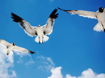 دانلود استوک روح نواز از پرواز پرنده ها برای ایجاد استوری اینستاگرام 