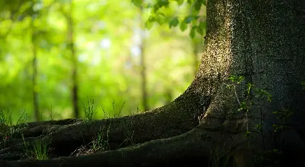 بکگراند فوق با کیفیت تنه درخت در جنگل برای کامپیوتر 